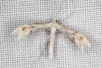 Wheeleria spilodactyla