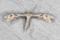 Wheeleria spilodactyla