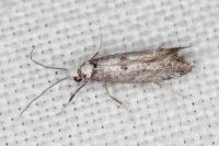 Paraswammerdamia albicapitella
