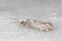 Paraswammerdamia albicapitella