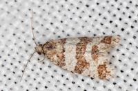 Isotrias rectifasciana