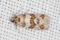 Isotrias rectifasciana