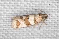 Isotrias rectifasciana