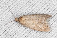 Isotrias stramentana