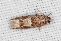 Crocidosema plebejana