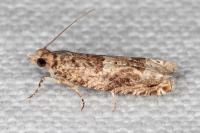 Crocidosema plebejana
