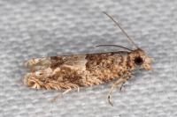 Crocidosema plebejana