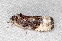 Hedya nubiferana