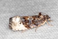 Hedya nubiferana