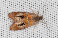 Olethreutes arcuella