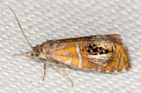 Olethreutes arcuella