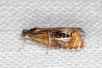 Olethreutes arcuella