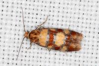 Aethes tesserana