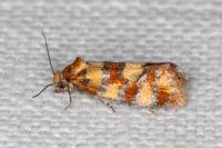 Aethes tesserana