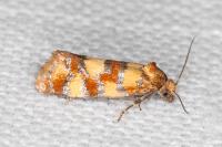 Aethes tesserana