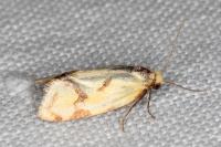 Agapeta hamana