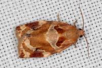 Archips xylosteana