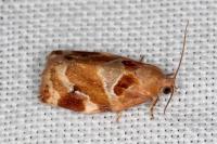 Archips xylosteana