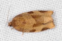Choristoneura hebenstreitella