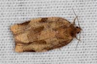 Choristoneura hebenstreitella