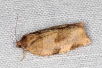 Choristoneura hebenstreitella