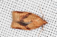 Clepsis consimilana