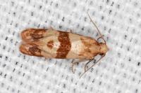 Phalonidia contractana