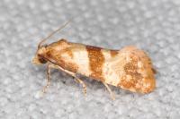 Phalonidia contractana
