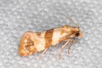 Phalonidia contractana