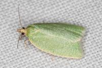Tortrix viridana
