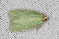 Tortrix viridana