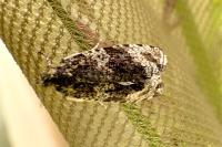 Celypha lacunana