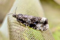 Celypha lacunana