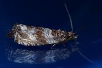 Celypha cespitana