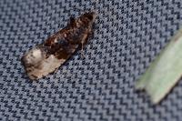 Hedya nubiferana