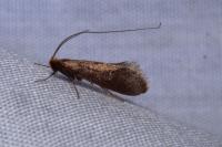 Nematopogon