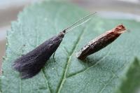 Coleophora coracipennella