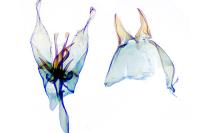 Tischeria ekebladella