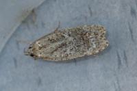 Agonopterix