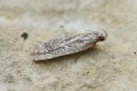 Agonopterix