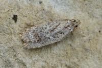 Agonopterix