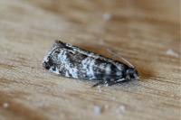 Epinotia fraternana
