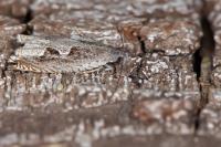 Ancylis geminana