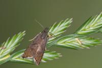 Dichrorampha alpigenana