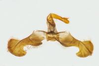 Dichrorampha alpigenana
