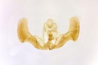 Epiblema hepaticana