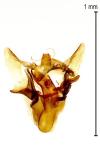 Aethes tesserana