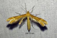 Marasmarcha lunaedactyla
