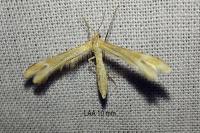 Marasmarcha lunaedactyla