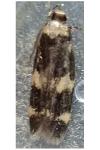 Oegoconia